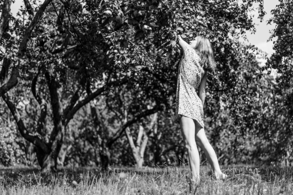 Νεαρή Γυναίκα Μαζεύει Μήλα Στον Κήπο — Φωτογραφία Αρχείου