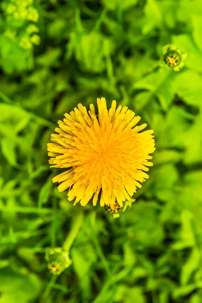 Yellow Dandelion Close Blurred Background Green Grass Top View — Stock Photo, Image