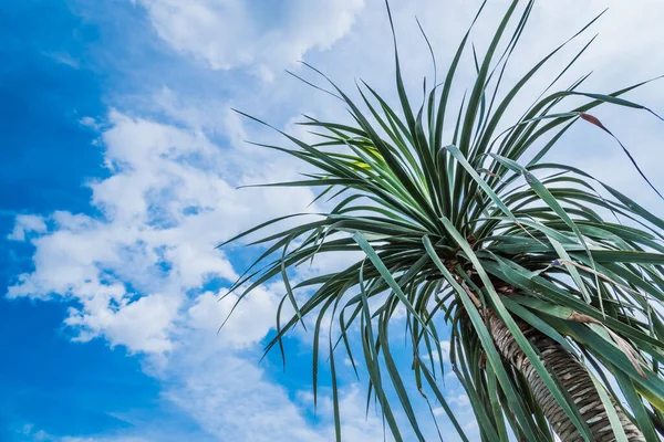 Feuilles Palmiers Contre Ciel Avec Vue Sur Les Nuages Bas — Photo