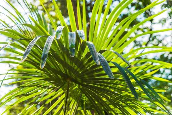 Liście Palmy Zbliżenie Tropikalnego Nieba Drzew — Zdjęcie stockowe