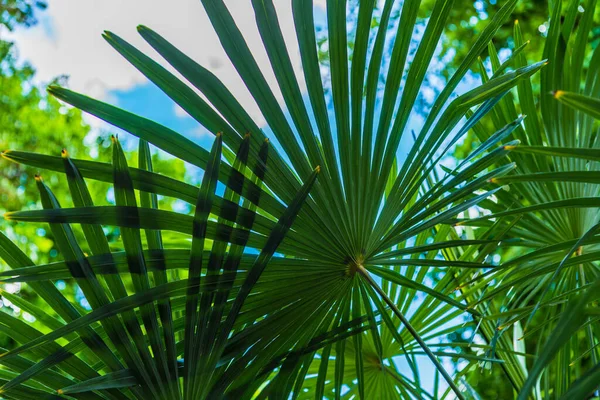 Folhas Palma Close Contra Céu Tropical Árvores — Fotografia de Stock