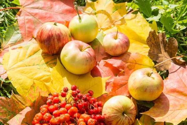 Pommes Mûres Baies Rowan Sur Des Feuilles Automne Brillantes — Photo