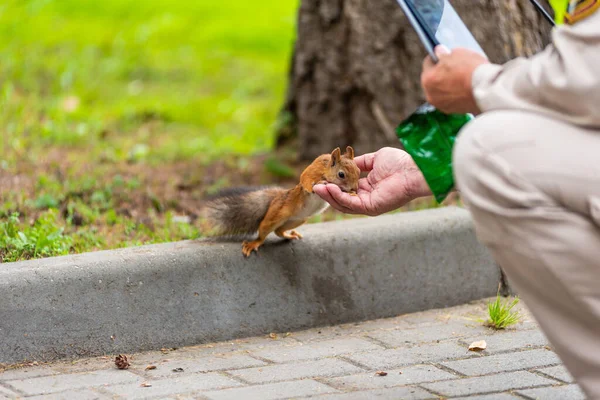 Man Feeds Squirrel Nuts Park — Stock Photo, Image