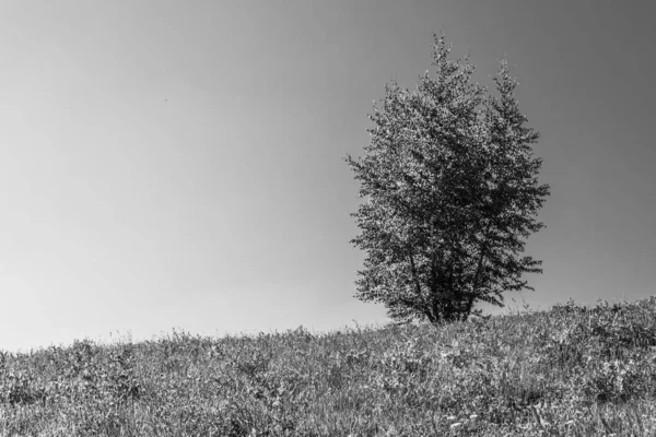Ensamt Träd Kullen Och Klarblå Himmel — Stockfoto