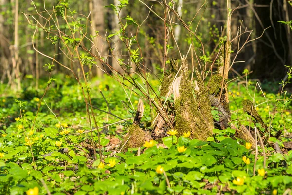 Mladé Výhonky Starém Pařezu Koncept Oživení — Stock fotografie