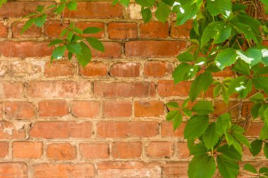 Güzel kırsal bir zemin - tuğla duvar ve yabani üzüm dalları, kopyalama alanı