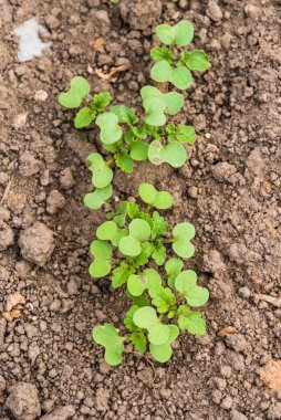 Hardal filizli yatak, yakın plan.