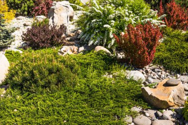 Peyzaj tasarımı, bir kaya elementi - taş ve bitkilerden oluşan güzel bir bileşim