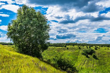 Güzel yaz manzarası - yamaçtaki huş ağaçları