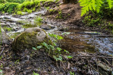 Güzel orman manzarası. Gölgedeki derenin yakınındaki taş.