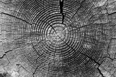 Siyah ve beyaz çatallı eski ağaç halkaları - makro