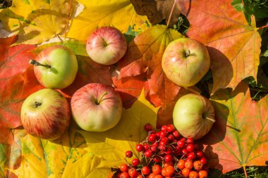 Parlak sonbahar yapraklarında olgun elma ve yaban mersini.