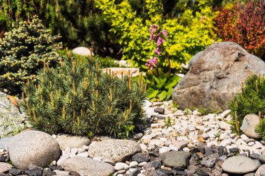 Landscape design, an element of rockery - a beautiful composition of stones and plants clipart