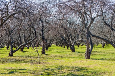 Baharın başlarında elma bahçesi, çıplak dallı elma ağaçları ve yeşil çimenler.