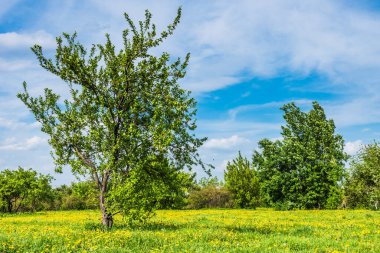 Sarı karahindiba tarlasında ağaç - güzel bahar cennet manzarası