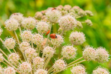 Ladybirds on a flower of White Angelica (Angelica arguta) on a summer day, close-up clipart