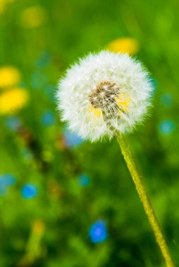 Yeşil bir tarlada beyaz tüylü karahindiba - yaz şablonu