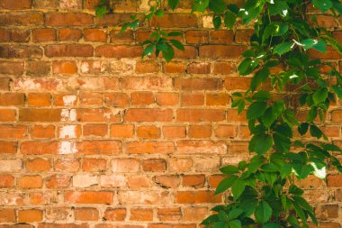 Güzel kırsal bir zemin - tuğla duvar ve yabani üzüm dalları, kopyalama alanı