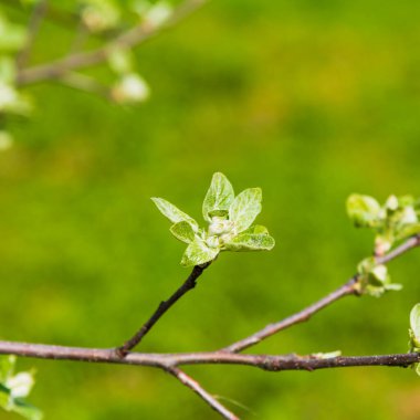 Bir elma dalının ilk yaprakları. Yaklaş.
