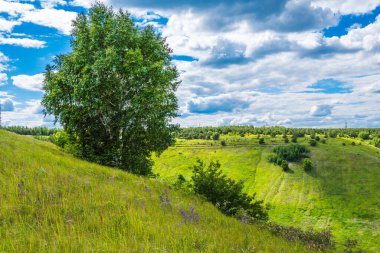 Idyllic yaz manzarası - bir yamaçta huş ağacı, yuvarlanan tepeler ve ufukta güzel bulutlar
