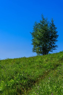 Tepedeki yalnız ağaç ve berrak mavi gökyüzü