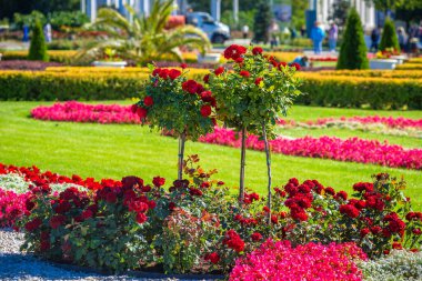 Moskova, Rusya, 28 Ağustos 2019 - Gül çalıları ile manzara kompozisyonu