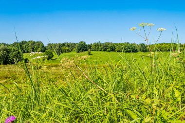 Ufukta küçük tepeler ve ağaçlar olan güzel yaz kırsalları