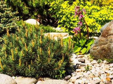 Peyzaj tasarımı, bir kaya elementi - taş ve bitkilerden oluşan güzel bir bileşim