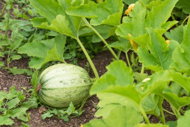 Bahçede büyüyen balkabağı - küçük yeşil kabaklı yatak