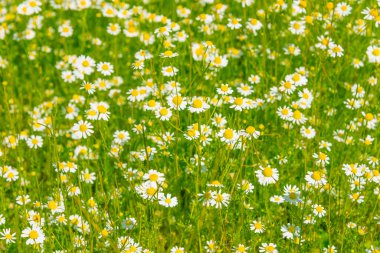 Küçük tıbbi papatyalar tarlası. Doğal iyileşme kavramı