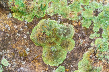 Eski yosun ve yosunlarla kaplı taş yüzey, güzel grunge arka plan