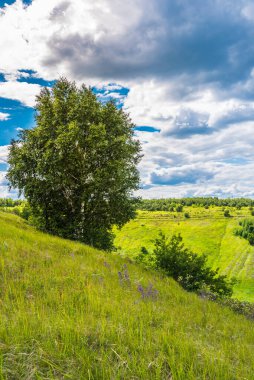Idyllic yaz manzarası - bir yamaçta huş ağacı, yuvarlanan tepeler ve ufukta güzel bulutlar
