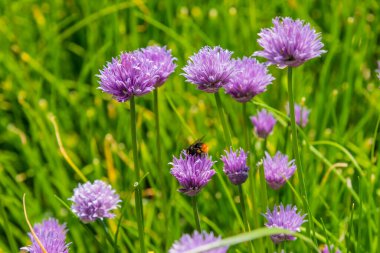 Yabanarısı yabani bir soğan çiçeğinin üzerinde nektar topluyor, yakın plan. Bir okçuluk alanı
