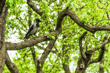 Yaz bahçesinde elma dalında oturan karga.