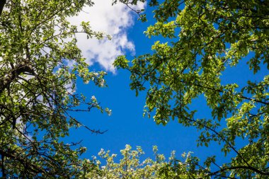 Çiçekleri olan elma dalı mavi gökyüzünün arka planında bahar bahçesi - aşağıdan görünüm