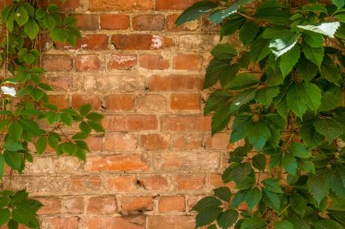 Güzel kırsal bir zemin - tuğla duvar ve yabani üzüm dalları, kopyalama alanı