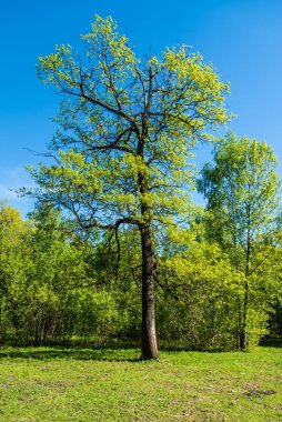Açık ormandaki açık baharda güzel uzun meşe.
