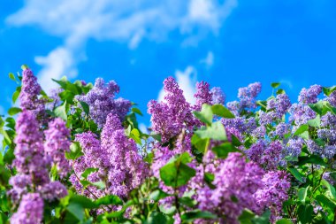 Çiçek açan pembe ve mor leylak dalları güzel gökyüzüne karşı - kopyalama alanı