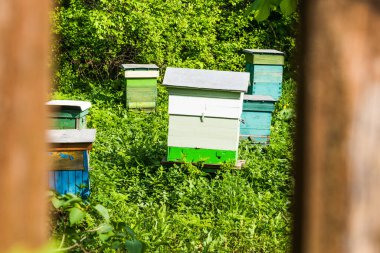 Küçük kırsal arı - çitin ötesinden görüş