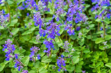 Çiçekli nane şekeri, mavi çiçeklerle yakın plan bir bahçede.