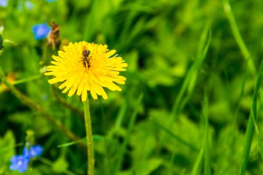 Eşek arısı bir karahindibanın nektarını yakına topluyor.