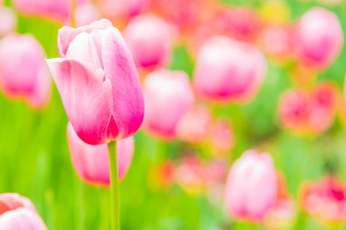 Güzel parlak pembe laleler - tebrik kartı şablonu, bahar deseni