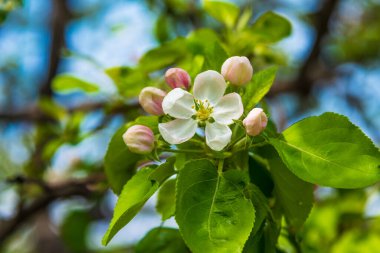 Çiçekleri yakın plan olan elma ağacı dalı - tebrik kartı için doğa arka planı