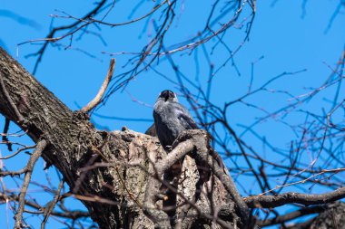 İlkbaharda ağaçların dallarında oturan kuzgunlar.
