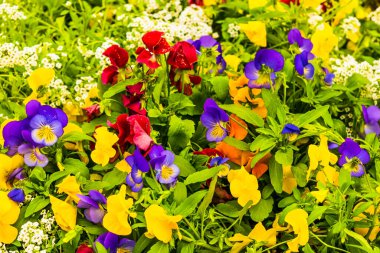 Çiçek tarlasında yaz çiçekleri yakın plan, üst manzara - parlak çiçek doğal arka plan