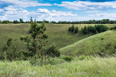 Güzel manzara - yüksek tepelerin arka planında genç çam ve bulutlu gökyüzü