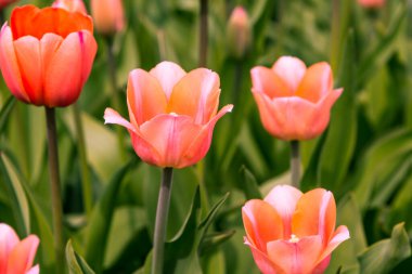 Güzel, pembe, parlak, çiçek açan laleler.