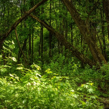 Mistik orman manzarası. Çimlerin üzerinde röfleler ve kırık bir ağacın gölgeleri.