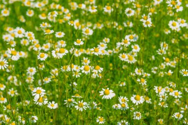 Küçük tıbbi papatyalar tarlası. Doğal iyileşme kavramı