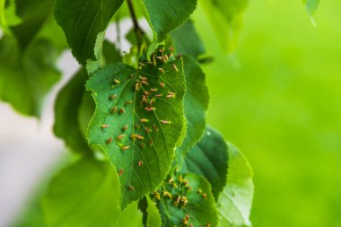 Yeşil ıhlamur yapraklı tırtıl larvaları - ağaç hastalığı kavramı